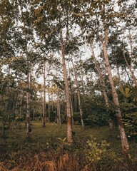 High rubber trees on the plantation against a cloudy sky