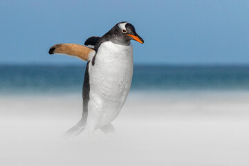 Gentoo Penguin walking along a windswept sandy beach