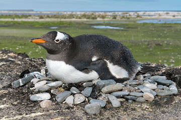 Gentoo penguin siting on nest in the rocks