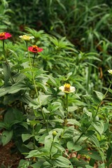 Vibrant, colorful garden display featuring beautiful red and white flowers