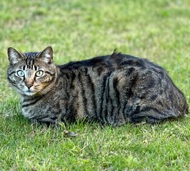 Is a beautiful close-up shot of a grey and black American cat with green eyes