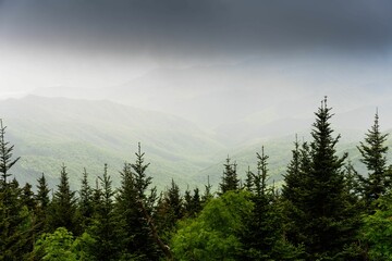 Scenic view of a pine forest in a mountain range on a foggy day