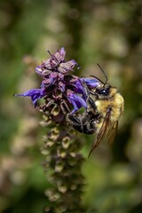 Single bee perched on a flower, with its wings spread open.
