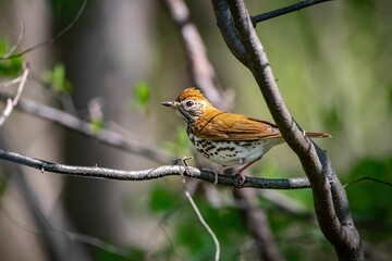 Solitary tree thrush perched atop a branch in a serene woodland setting