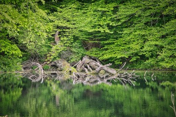 Tranquil lake with several trees scattered along the shimmering surface of the water