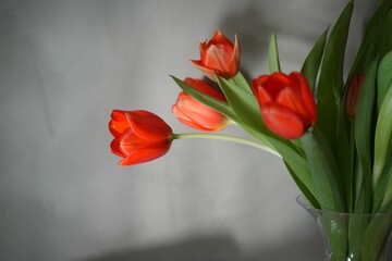 Close-up shot of a vibrant red tulip flowers blooming in front of a plain gray wall