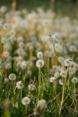 Lush green meadow dotted with delicate dandelions, providing a beautiful natural landscape