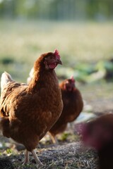 Brown chicken in a rural outdoor landscape