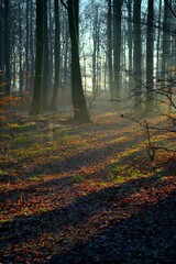 vertical shot of a picturesque scene of a leaf-strewn path illuminated by the sun's rays