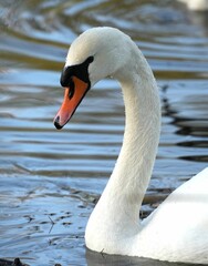 vertical shot of a majestic white swan with an eye-catching orange beak