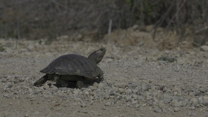 Red slider turtle slowly making its way towards a pond in the southeast region of Kansas