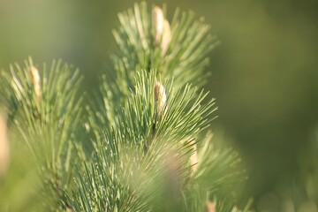 Close-up of pine tree leaves in a garden