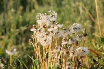 Peaceful landscape dandelions in a field at sunset