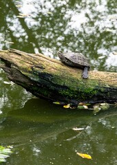 Green turtle basking in the warm sunshine on a log in a natural outdoor habitat