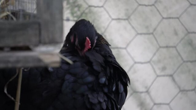 Closeup of black Australorp cleaning itself in a farm