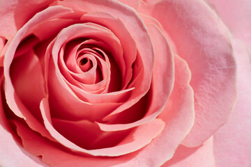 Fototapeta na wymiar Macro fresh pink rose photo. Bright petals flower background closeup