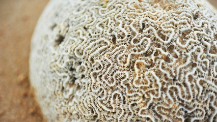 Vibrant coral reef submerged in the crystal clear turquoise waters of a stunning tropical beach