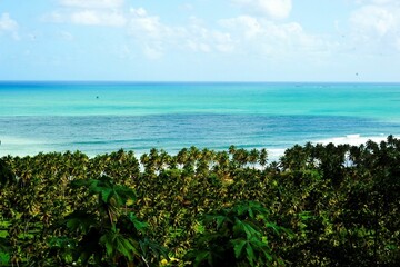 the ocean view through a tree lined area with tropical vegetation