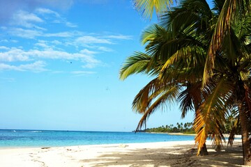 Beach featuring palm trees and a shoreline with a beautiful blue sky