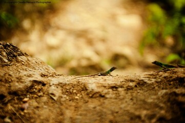 Small green lizard perched upon a tree branch in a natural outdoor setting