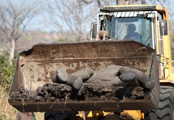 African elephant being relocated by the IFAW to Majete Wildlife Reserve