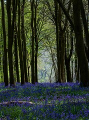 Lush and vibrant forest setting of trees adorned with Bluebells in English woodland