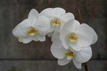 Fototapeta na wymiar A beautiful shot of blooming white orchid flowers in a garden
