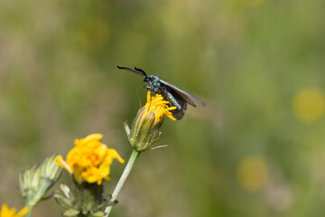 Ampfer-Gr&uuml;nwidderchen