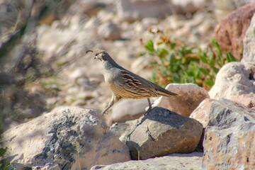 Small Gambel's quail bird on rocks at Franklin Mountains State Park in El Paso, Texas - obrazy, fototapety, plakaty