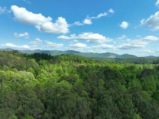 Lush forest landscape with a vast array of trees stretching to the horizon against a cloudy blue sky