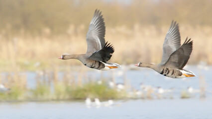 Naklejka premium Couple of birds flying over spring lake, greater white fronted goose in flight, Anser albifrons 