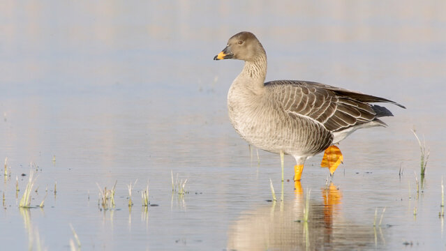 Bean goose bird in spring lake, Anser fabalis or Anser serrirostris