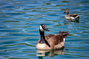Closeup of a Canadian goose swimming in the lake under the sunlight