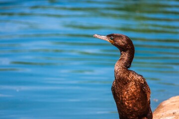 Closeup of a black cormorant standing on the shore of the lake under the sunlight