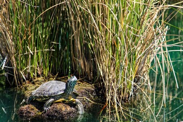 Beautiful shot of a turtle bathing in the sun on a rock near a lake
