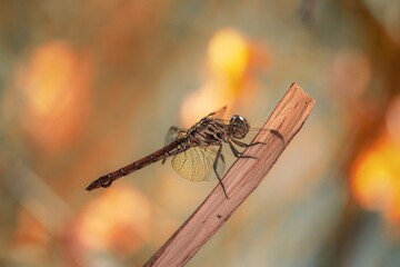 Dragonfly perching on plant stem