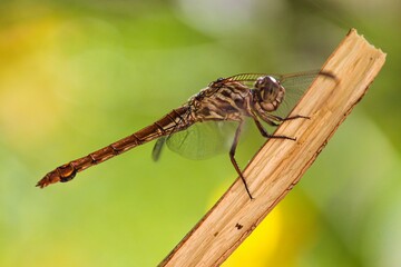 Closeup of a dragonfly in Arizona, USA