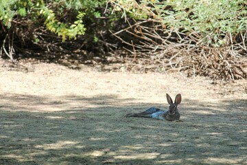 cottontail rabbit lying on ground