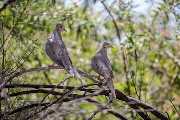 Couple of mourning doves in Arizona