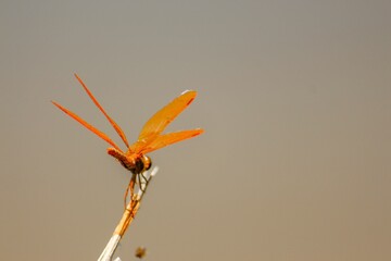 Closeup shot of an orange dragonfly on a blurred background in Arizona, USA