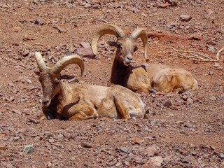 Couple of desert bighorn sheep enjoying the bright sunlight while laying on the gravelly ground