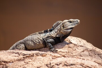 Closeup shot of an iguana on a rock