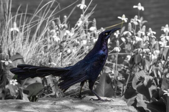 Grayscale shot of a great-tailed grackle bird stands on a stone in the park on a sunny day