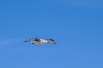 Closeup of a majestic seagull in flight against a bright blue sky during daytime