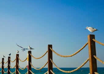 Group of black-headed gulls standing on wooden fence posts by the Persian Gulf on a sunny day