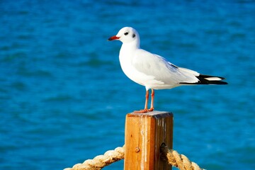 Obraz premium Black-headed gull stands on wooden fence post by the Persian Gulf on a sunny day