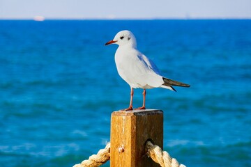 Young black-headed gull stands on wooden fence post by the Persian Gulf blur background