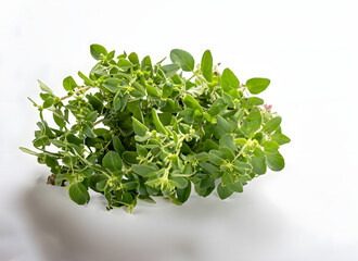 "Majoran: Ein Geschmack, der begeistert"