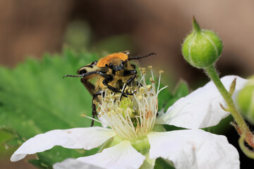 Gebänderter Pinselkäfer