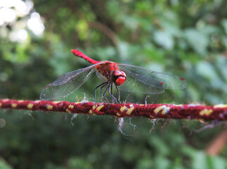 Bright red male vagrant darter (Sympetrum vulgatum) dragonfly sitting on clothes drying rope at twilight